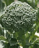 Broccoli "Di Ciccio"