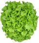 Lettuce "Salad Bowl Green"