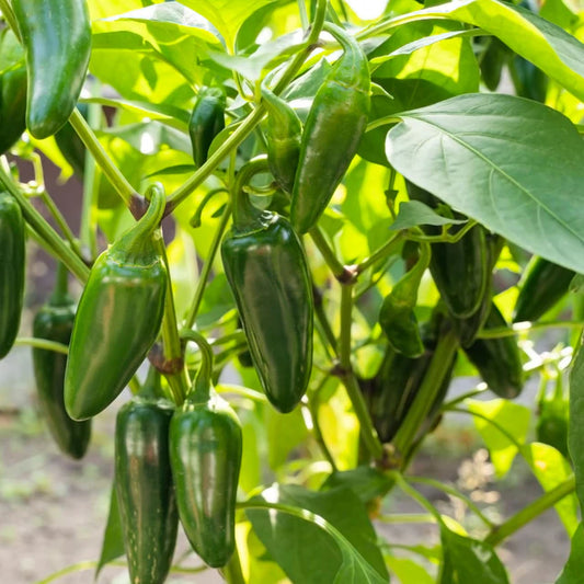 Chilli "Jalapeno"