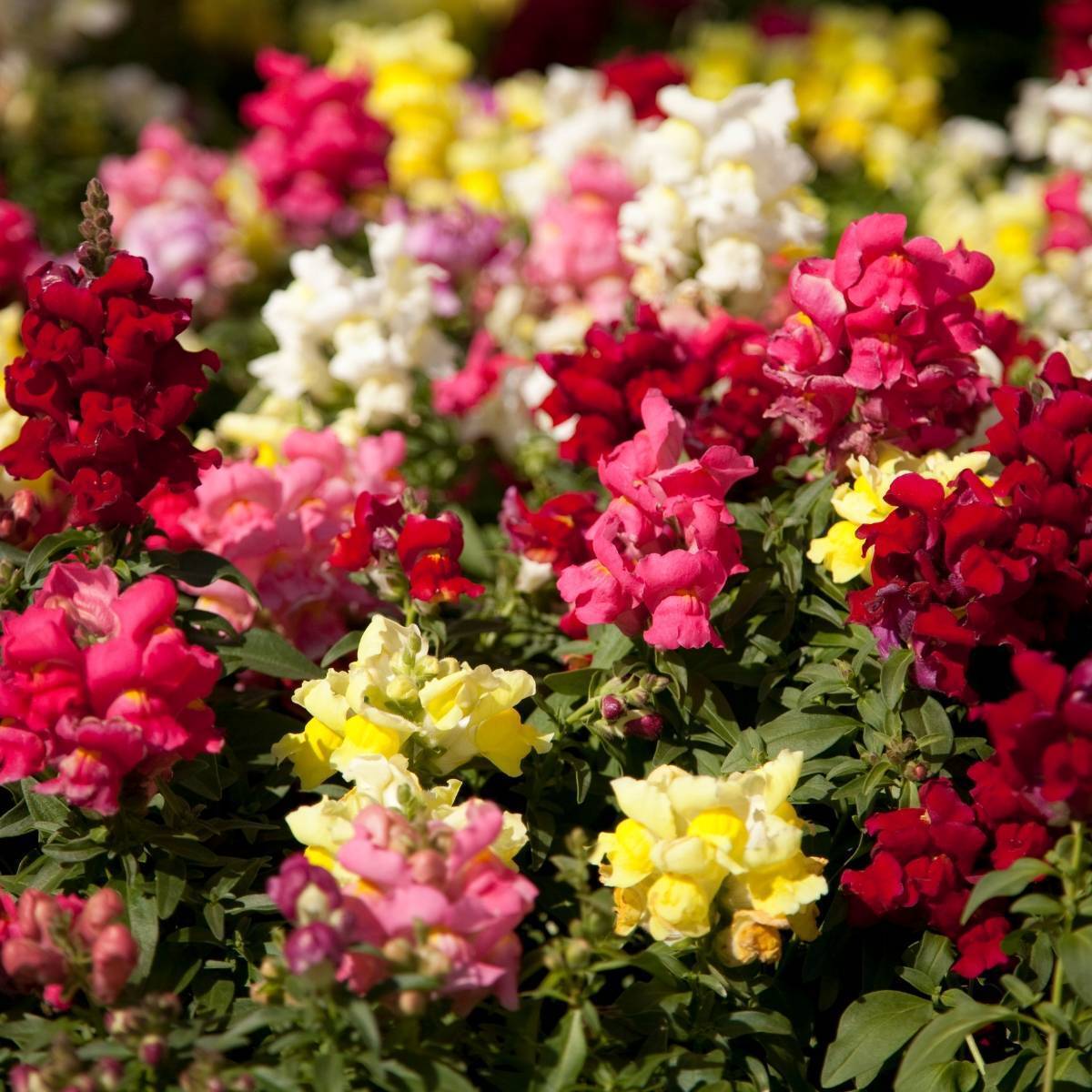 Snapdragon "Tom Thumb Mix"
