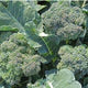 Broccoli "Di Ciccio"