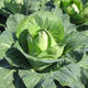 Cabbage Sugarloaf "Early Jersey Wakefield"