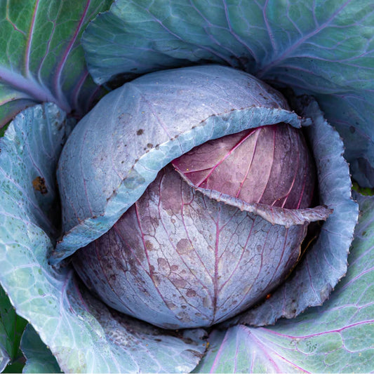 Cabbage "Red Acre"