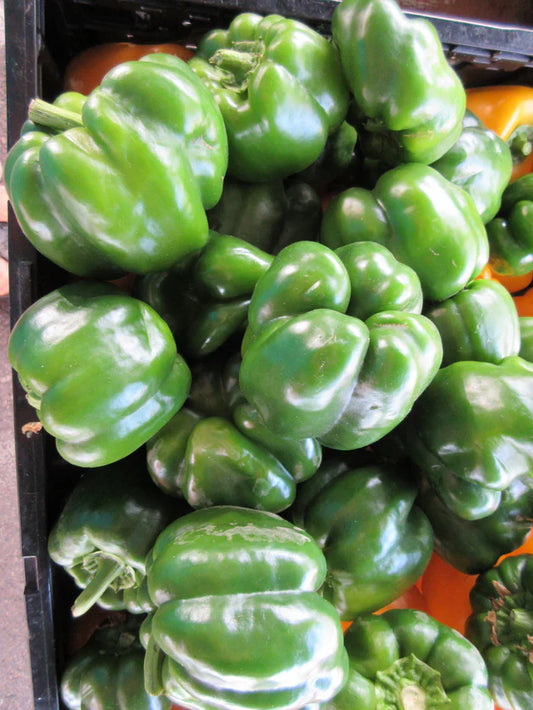 Capsicum "California Wonder"