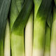 Leek "Giant Musselburgh"