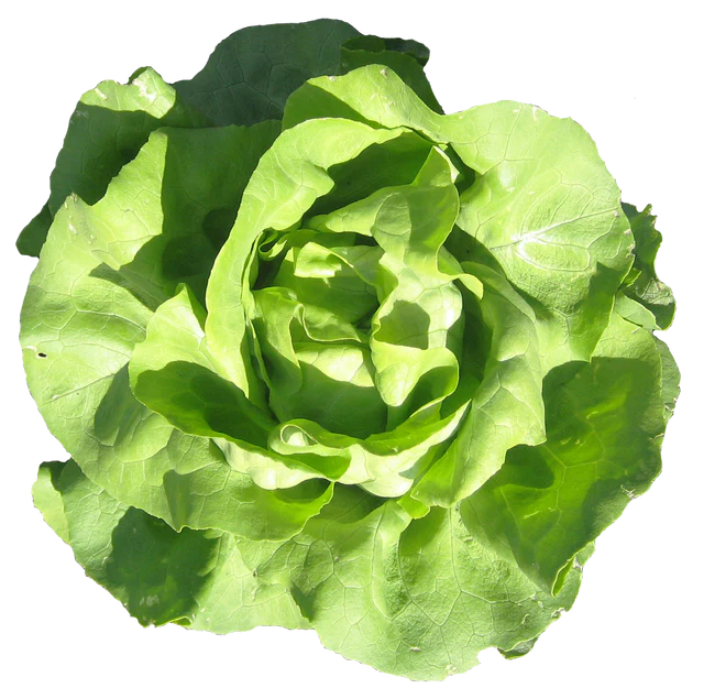 Lettuce "Buttercrunch"