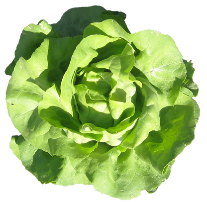 Lettuce "Buttercrunch"