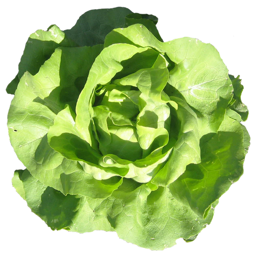 Lettuce "Buttercrunch"
