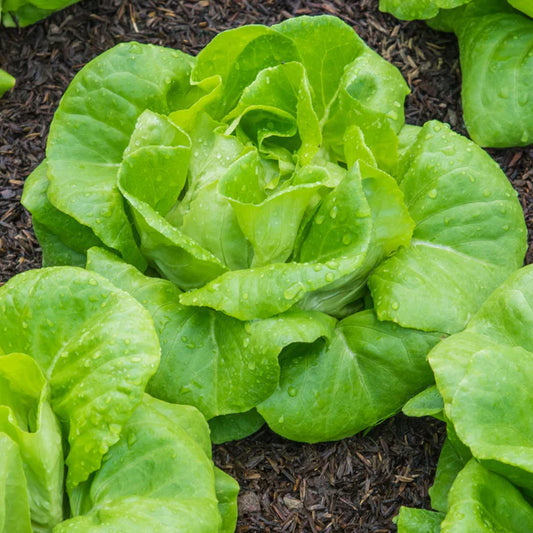 Lettuce "All Year Round"
