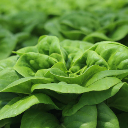 Lettuce "Buttercrunch"