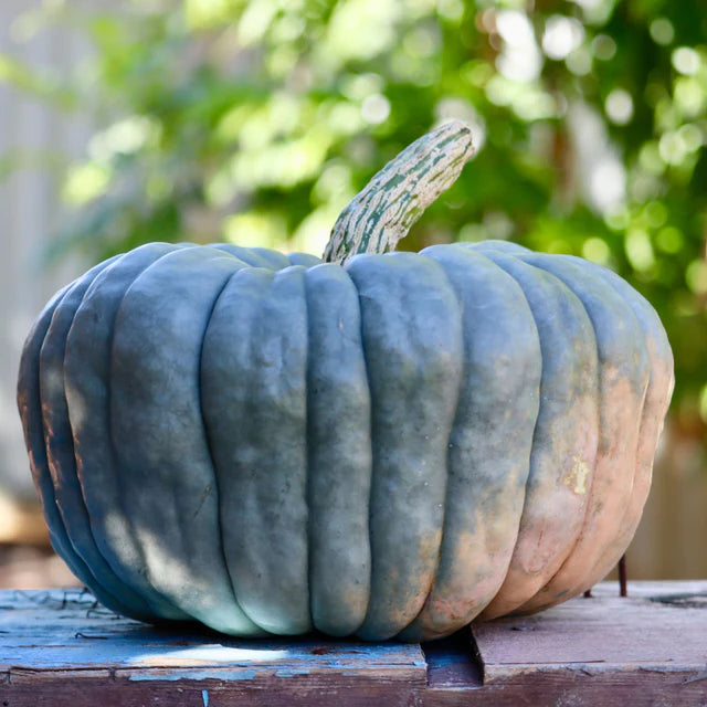 Pumpkin "Queensland Blue"