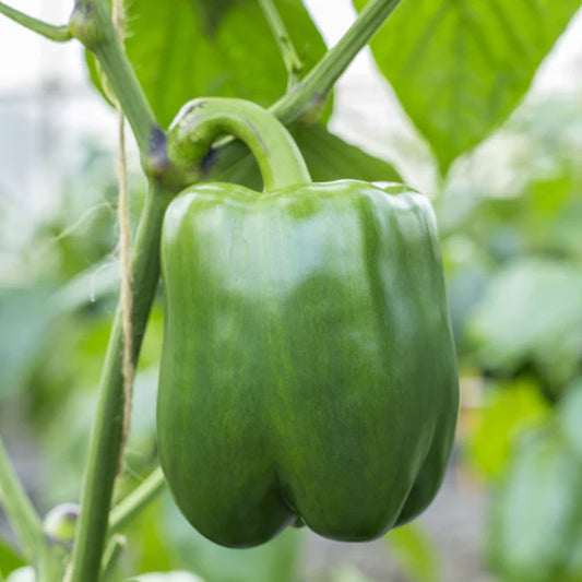 Capsicum "California Wonder"