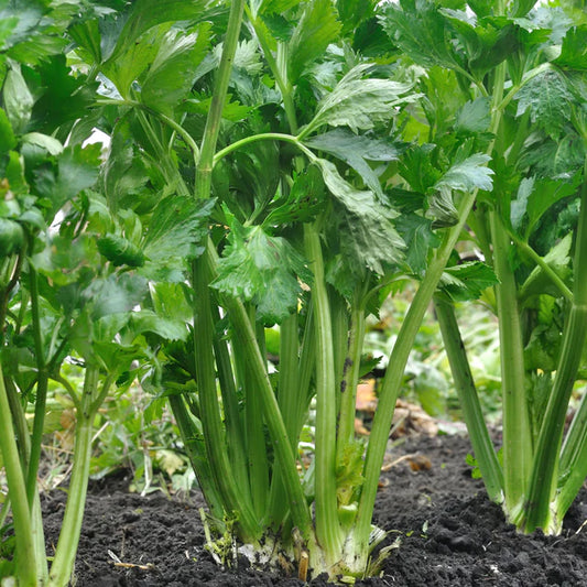 Celery "Tall Utah"