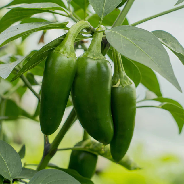 Chilli "Jalapeno"