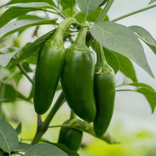 Chilli "Jalapeno"