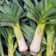 Leek "Giant Musselburgh"
